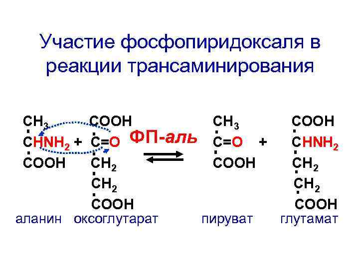 Участие фосфопиридоксаля в реакции трансаминирования СН 3 СООН СНNH 2 + C=О ФП-аль С=О