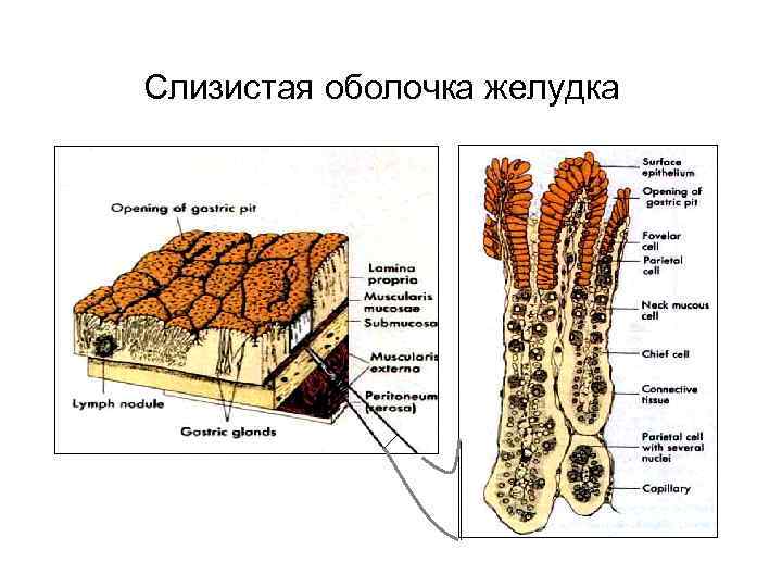 Слизистая оболочка желудка 