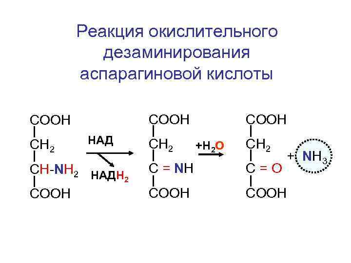 Реакция окислительного дезаминирования аспарагиновой кислоты СООН СН 2 HАД CH-NH 2 HАДН 2 COOH