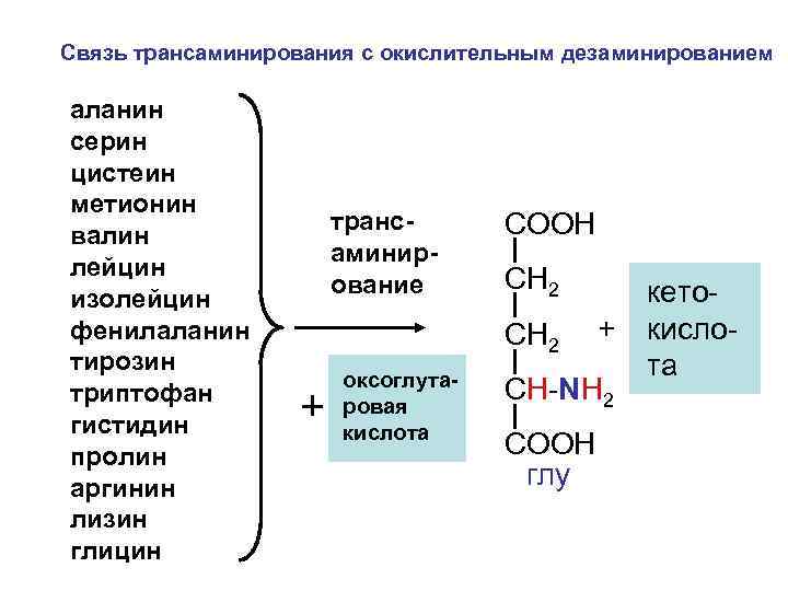 Связь трансаминирования с окислительным дезаминированием аланин серин цистеин метионин валин лейцин изолейцин фенилаланин тирозин