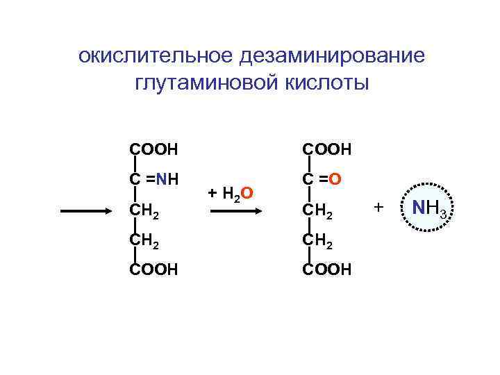 окислительное дезаминирование глутаминовой кислоты СООН С =NH С =O СН 2 + Н 2