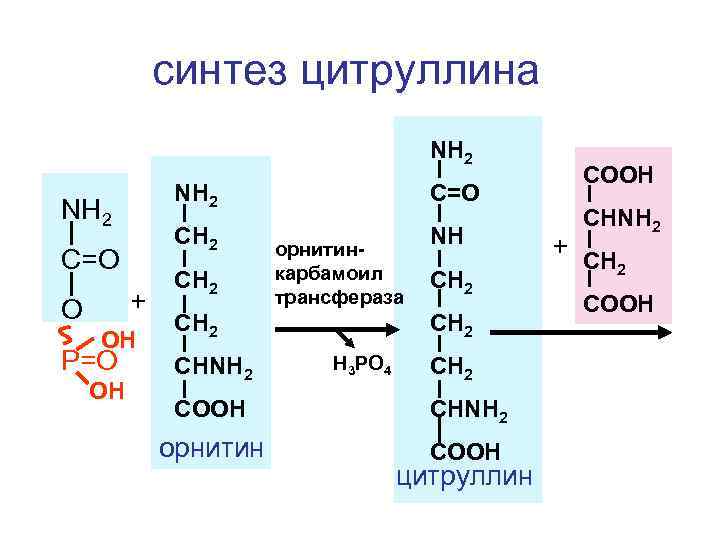 синтез цитруллина NH 2 CH 2 C=O + O OH P=O OH C=O NH