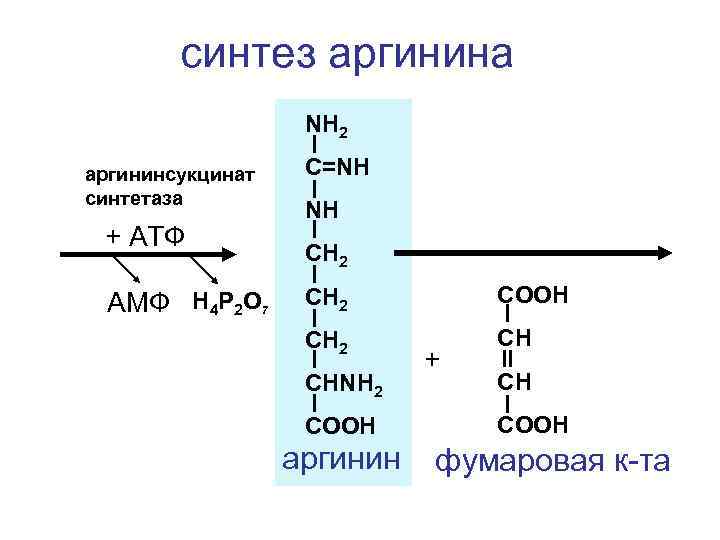 синтез аргинина NH 2 аргининсукцинат синтетаза + АТФ АМФ H 4 P 2 O