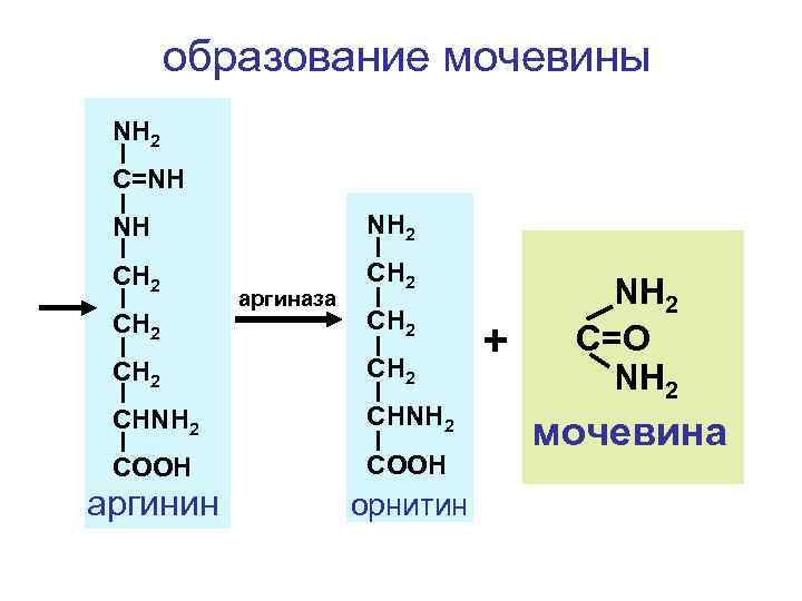 образование мочевины NH 2 C=NH NH NH 2 CH 2 аргиназа CH 2 CHNH