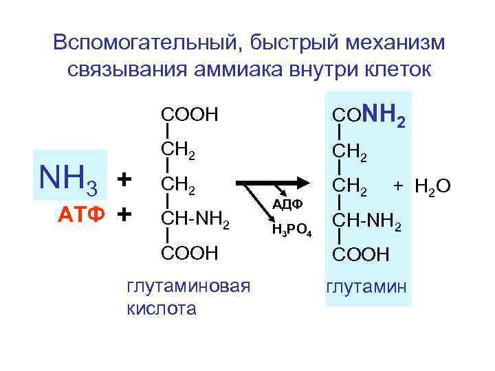 Вспомогательный, быстрый механизм связывания аммиака внутри клеток СООН NH 3 + АТФ + СОNH