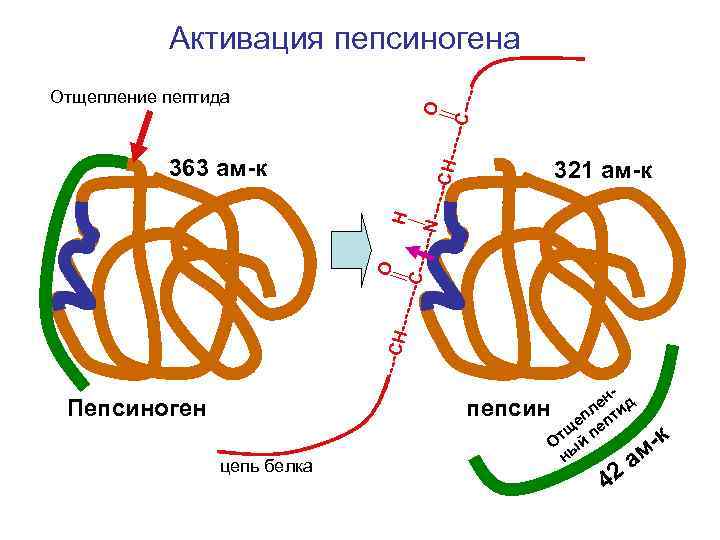 H---- O Отщепление пептида --C-- ---- Активация пепсиногена 321 ам-к ------ CH-- ------ O