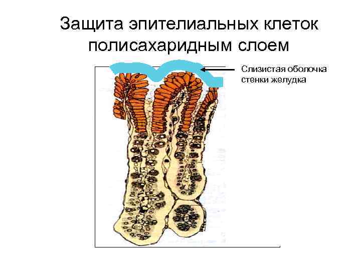 Защита эпителиальных клеток полисахаридным слоем Слизистая оболочка стенки желудка 