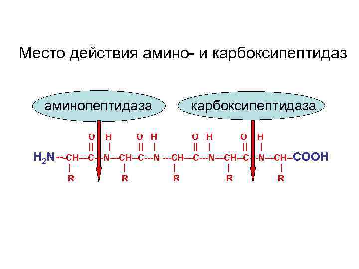 Место действия амино- и карбоксипептидаз аминопептидаза карбоксипептидаза O H O H || | Н