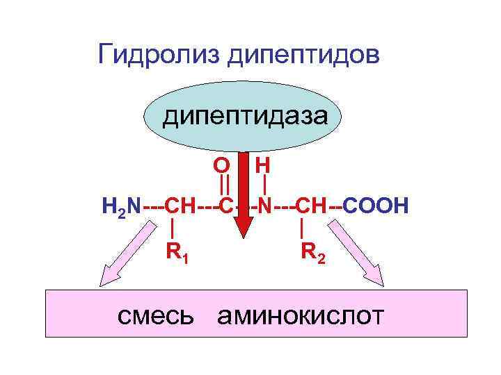 Гидролиз дипептидов дипептидаза O H || | Н 2 N---CH---С---N---CH--COOH | | R 1