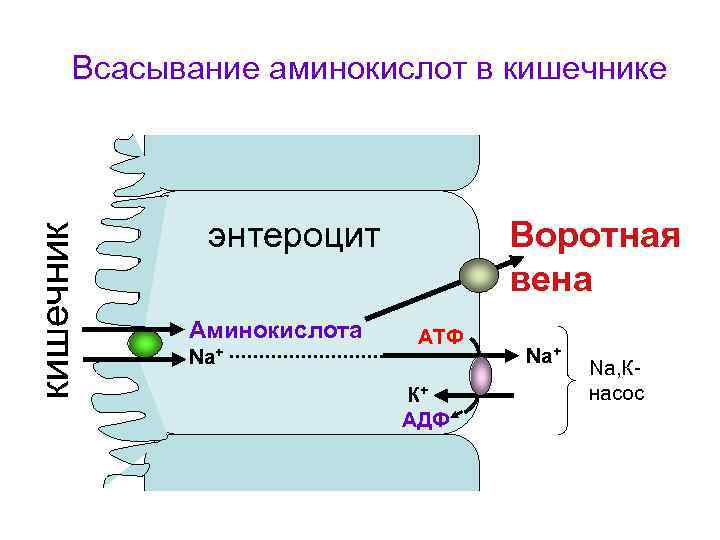 кишечник Всасывание аминокислот в кишечнике энтероцит Аминокислота Na+ Воротная вена АТФ К+ АДФ Nа+