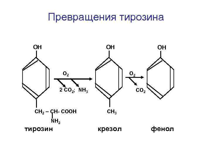 Превращения тирозина ОН ОН O 2 2 СО 2; NH 3 СН 2 –