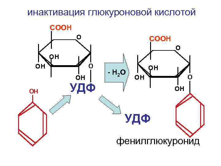 инактивация глюкуроновой кислотой СООН ОН ОН - Н 2 О ОН УДФ фенилглюкуронид 