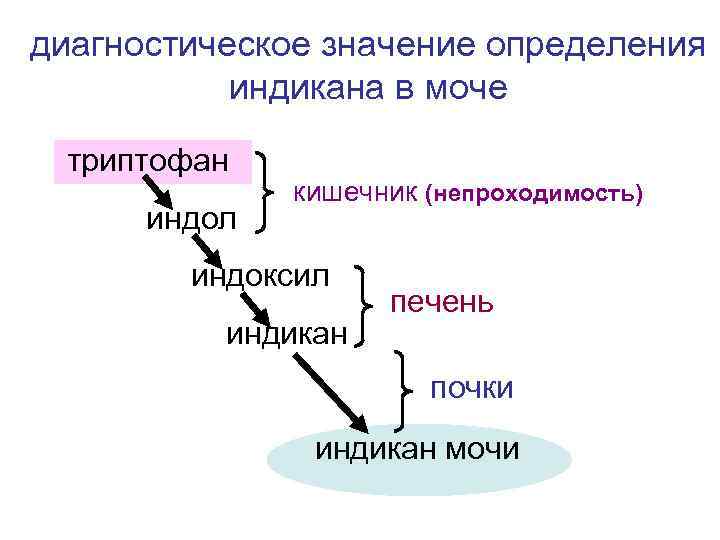 диагностическое значение определения индикана в моче триптофан индол кишечник (непроходимость) индоксил индикан печень почки