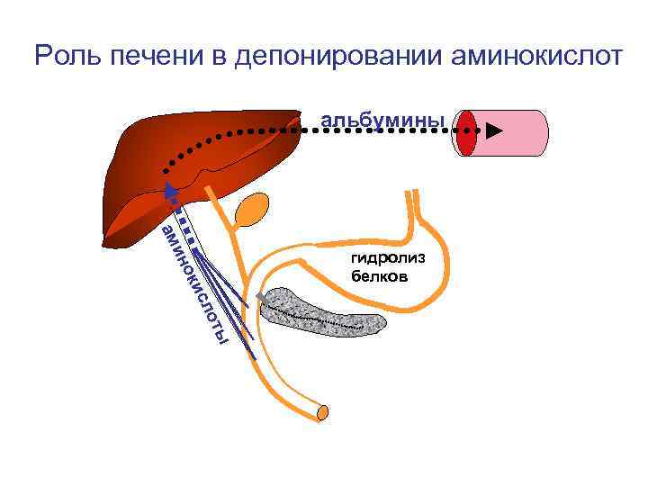 Роль печени в депонировании аминокислот альбумины ам ин гидролиз белков ты ло ис ок