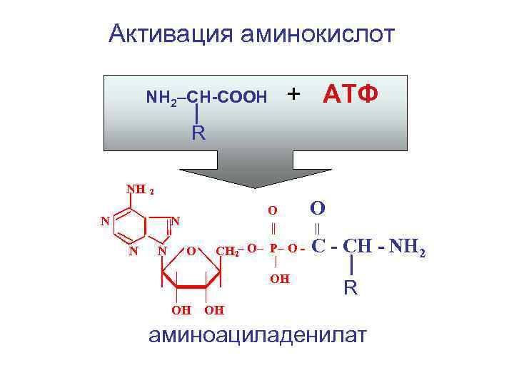 Активация аминокислот