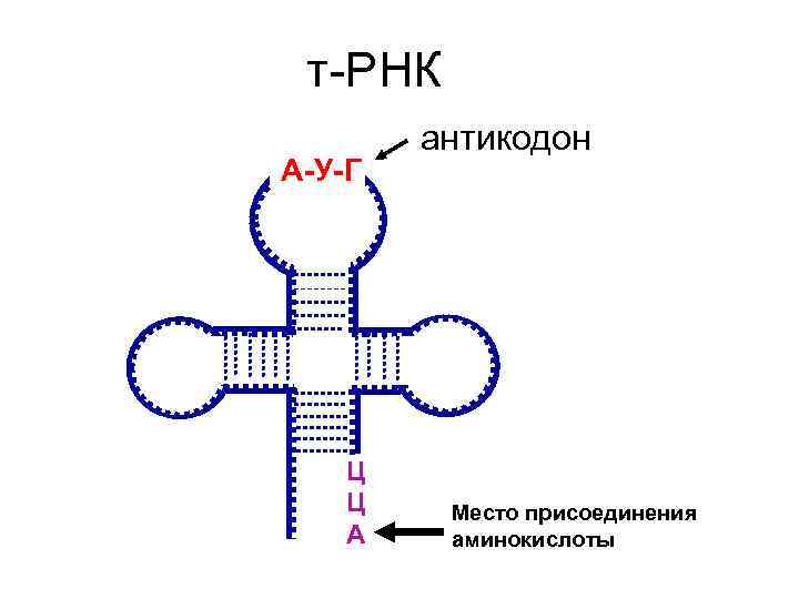 Т рнк это белок. Схема молекулы ТРНК. Структура транспортной РНК. Схема строения молекулы ТРНК. Строение ТРНК схема.