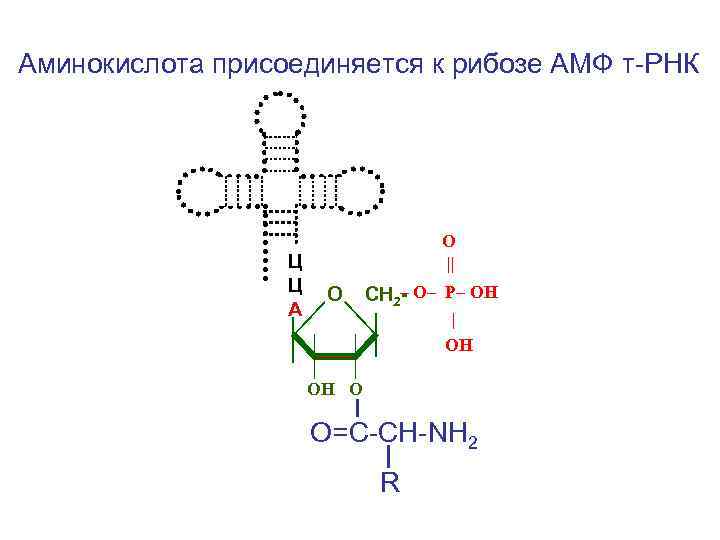 Белки аминокислоты рнк