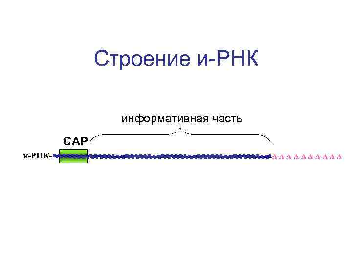 Строение и-РНК информативная часть САР и-РНК- -А-А-А-А-А 