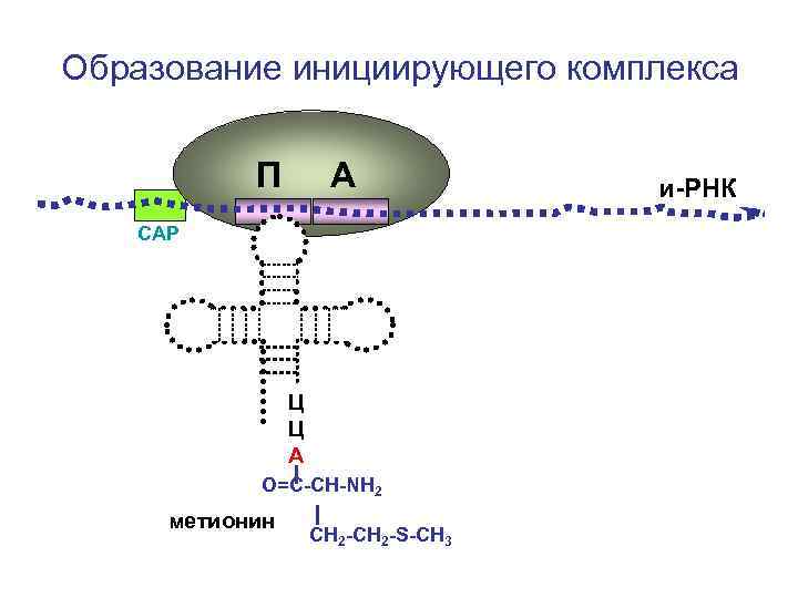 Образование инициирующего комплекса П А СAP Ц Ц А О=С-СН-NH 2 метионин СН 2