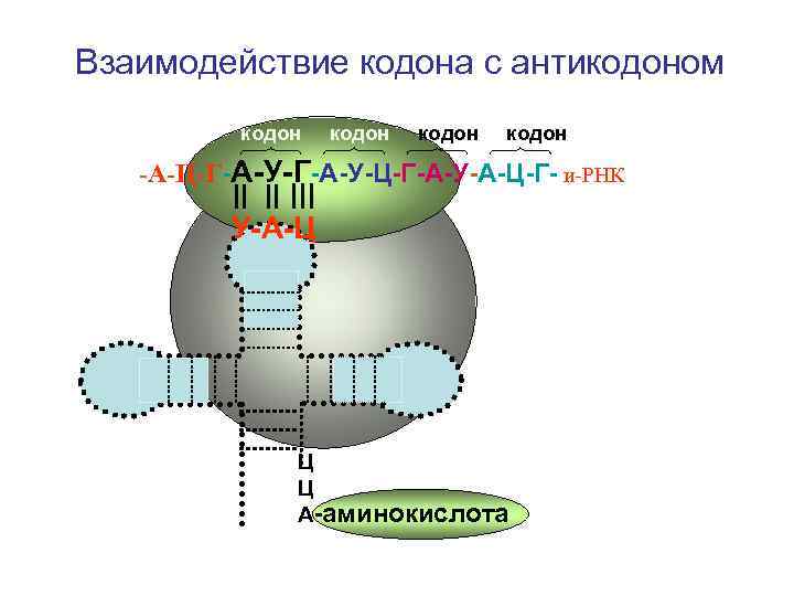 Днк рнк кодон антикодон