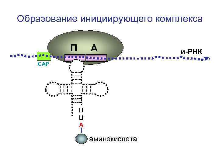 Образование инициирующего комплекса П А СAP Ц Ц А аминокислота и-РНК 