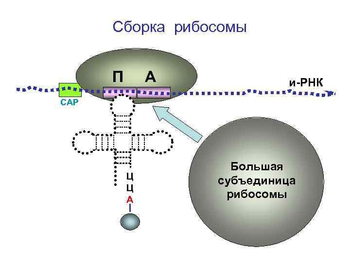 Рибосома с фрагментом ирнк. Образование рибосом. Образование субъединиц рибосом. Формирование субъединиц рибосом. Субъединицы РНК.