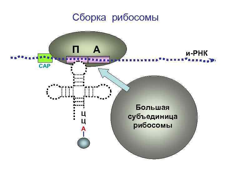 Субъединицы рибосом образуются в