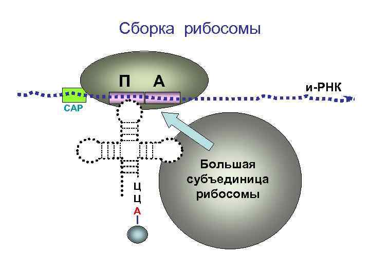 Рибосомы участвующие