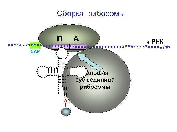 Т рнк синтезируется. Синтез РНК на рибосомах. Сборка рибосом. Субъединицы РНК. Рибосомы синтезируются в.