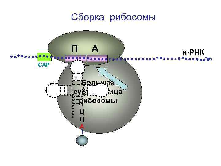 Сборка рибосомы П А СAP Большая субъединица рибосомы Ц Ц А и-РНК 