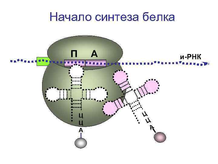 Начало синтеза белка П А Ц Ц А и-РНК Ц Ц А 