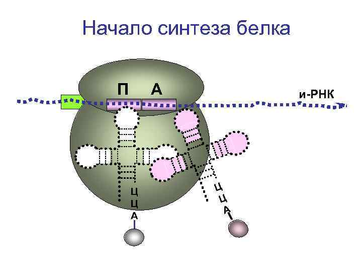 Продукт синтеза