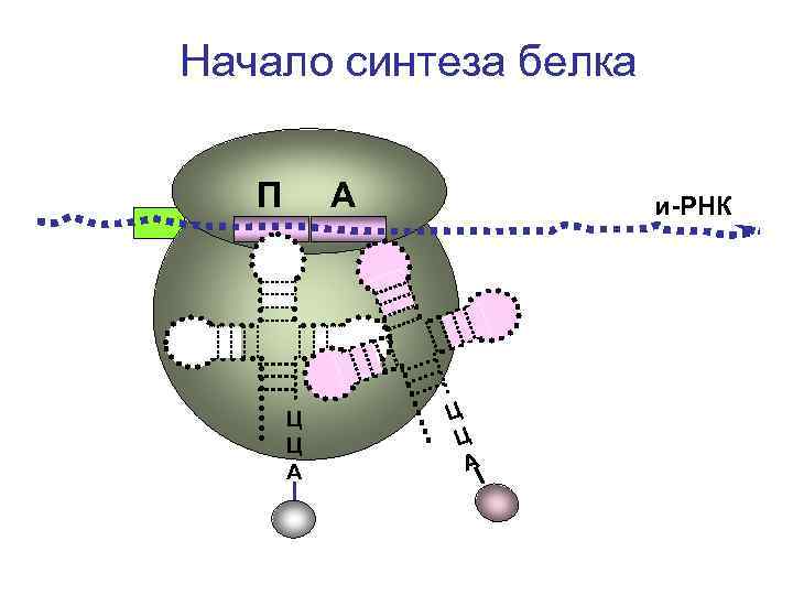 Синтез белка. Синтез РНК И белков. Начало биосинтеза белка. Синтез белка в растениях