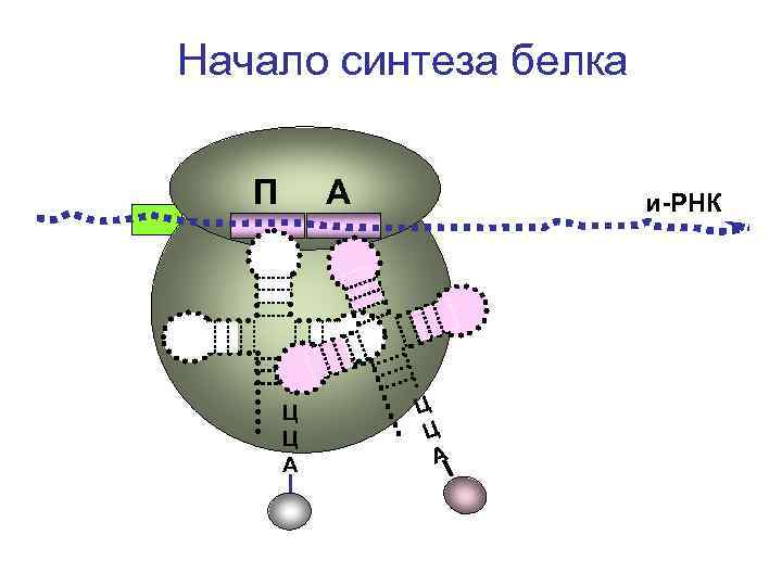 Начало синтеза белка П А Ц Ц А и-РНК Ц Ц А 