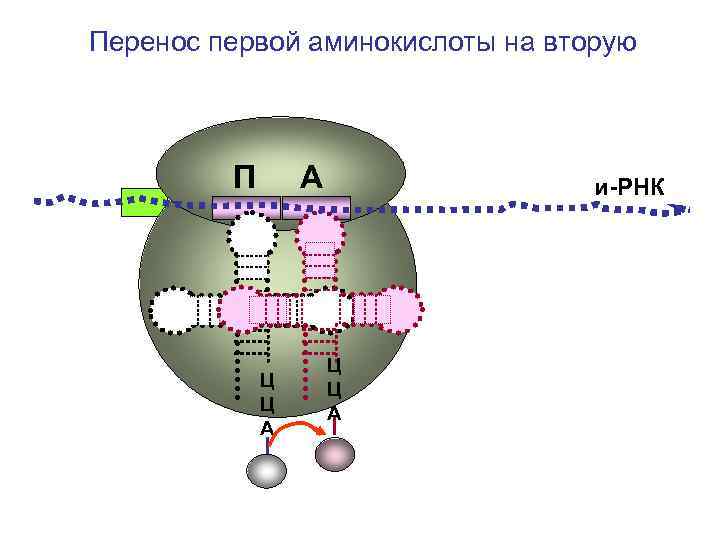 Перенос первой аминокислоты на вторую П А Ц Ц А и-РНК Ц Ц А