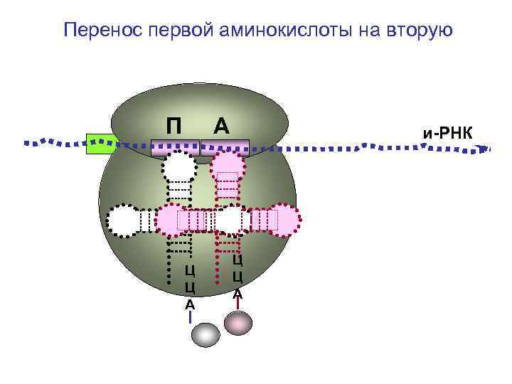 Перенос первой аминокислоты на вторую П А Ц Ц А и-РНК Ц Ц А