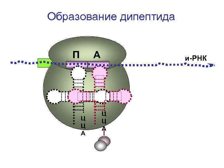 Схема образования дипептида