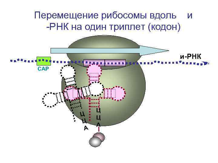 Триплет 5. Движение рибосомы по РНК. Перемещение рибосомы на один триплет. Движение рибосомы по ИРНК. Перемещение рибосомы вдоль и РНК.