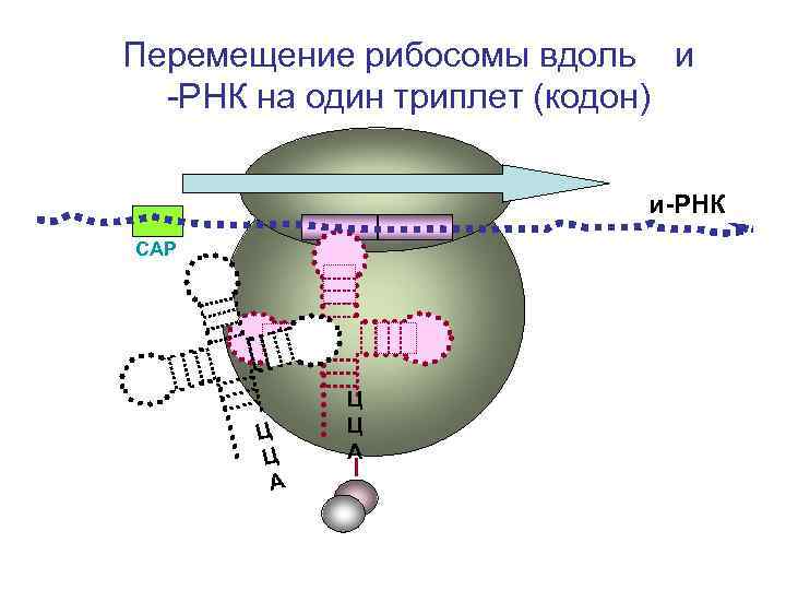 Перемещение рибосомы вдоль и -РНК на один триплет (кодон) и-РНК СAP Ц Ц А