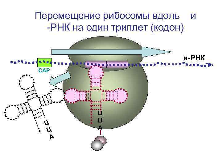 Перемещение рибосомы вдоль и -РНК на один триплет (кодон) и-РНК СAP Ц Ц А