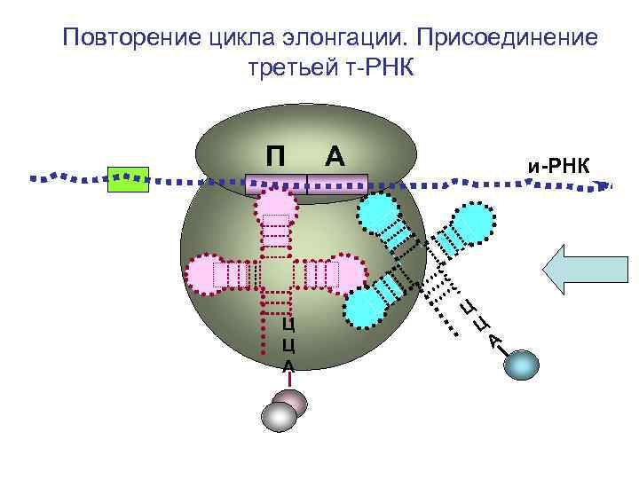 Повторение цикла элонгации. Присоединение третьей т-РНК П Ц Ц А А и-РНК Ц Ц