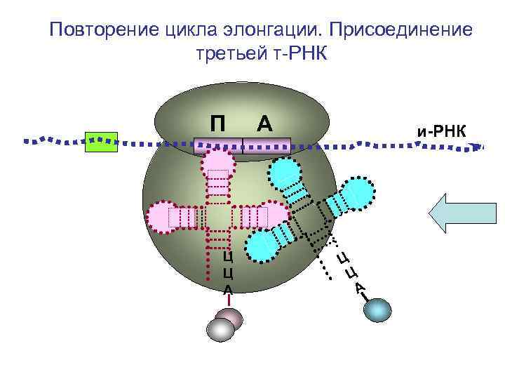 Повторение цикла элонгации. Присоединение третьей т-РНК П Ц Ц А А и-РНК Ц Ц