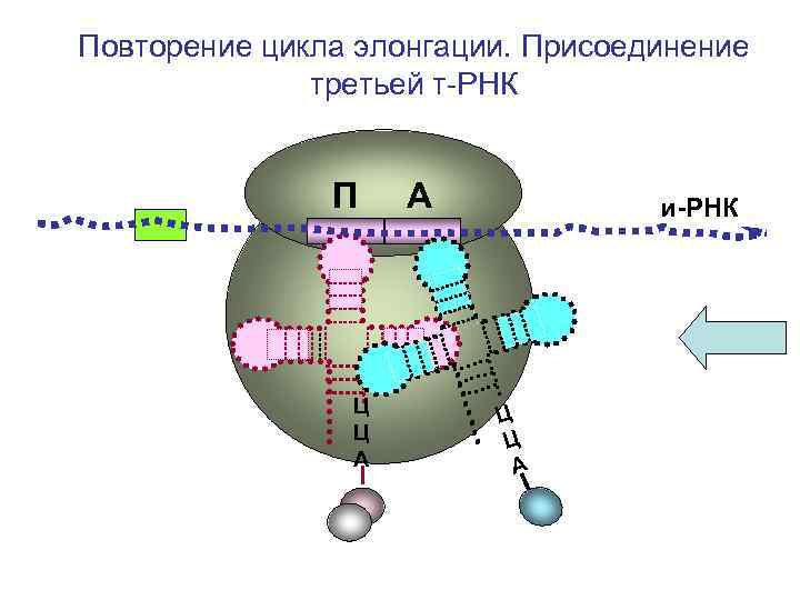 Повторение цикла элонгации. Присоединение третьей т-РНК П Ц Ц А А и-РНК Ц Ц