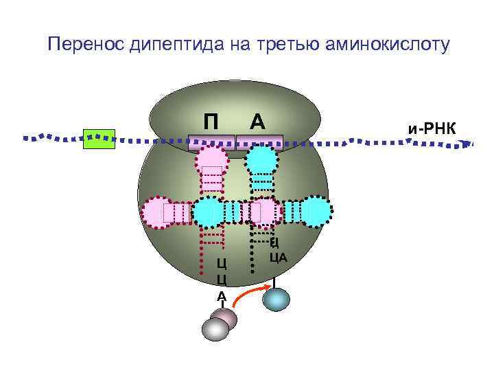 Перенос дипептида на третью аминокислоту П Ц Ц А А и-РНК Ц ЦА 