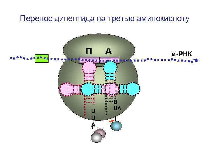 Перенос дипептида на третью аминокислоту П Ц Ц А А и-РНК Ц ЦА 