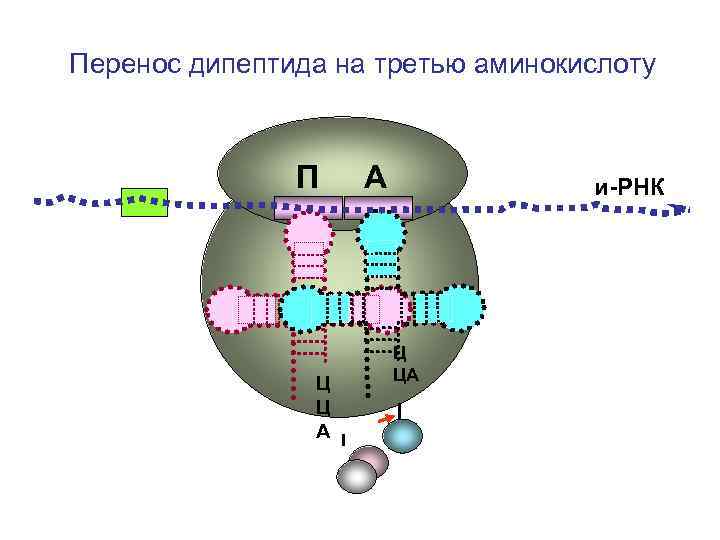 Перенос дипептида на третью аминокислоту П Ц Ц А А и-РНК Ц ЦА 