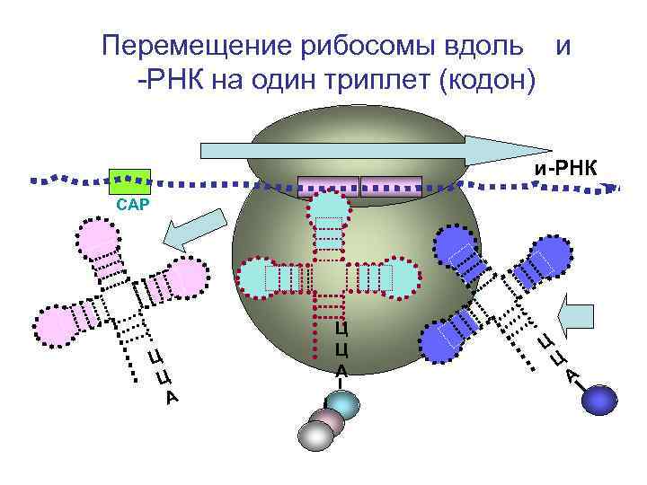 1 триплет. Движение рибосомы по РНК. Перемещение рибосомы вдоль ИРНК. Перемещение рибосомы на один триплет. Движение рибосомы по ИРНК.