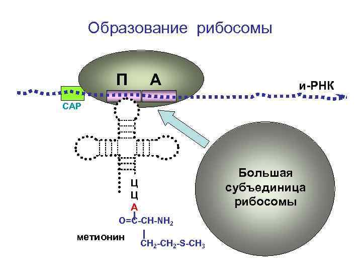 Образование рибосомы П А и-РНК СAP Большая субъединица рибосомы Ц Ц А О=С-СН-NH 2