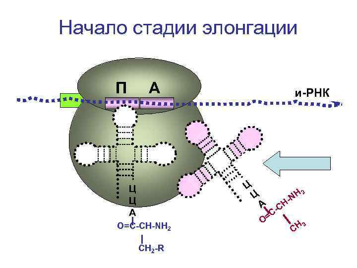 Начало стадии элонгации П А и-РНК Ц Ц Ц А О=С-СН-NH 2 СН 2