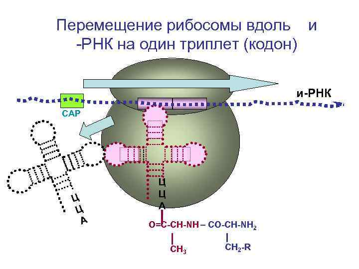 Синтез рибосом у эукариот